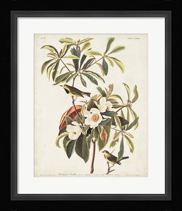 Framed Pl 185 Bachman's Warbler Print