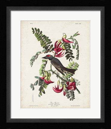 Framed Pl 170 Pipiry Flycatcher Print