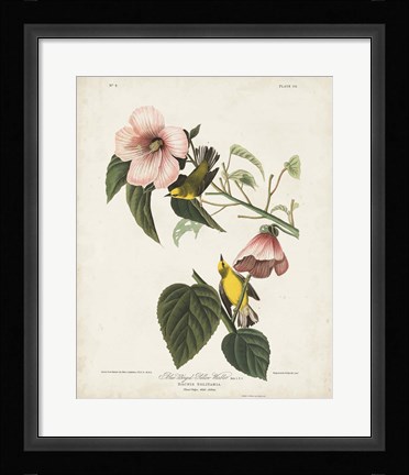 Framed Pl 20 Blue-winged Yellow Warbler Print