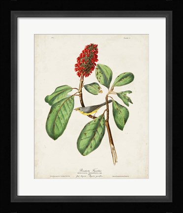 Framed Pl 5 Bonaparte's Flycatcher Print
