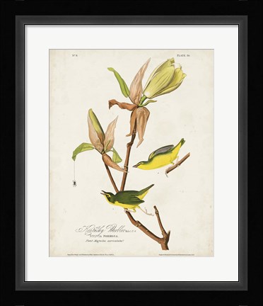 Framed Pl 38 Kentucky Warbler Print