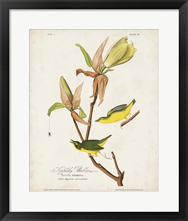 Framed Pl 38 Kentucky Warbler Print