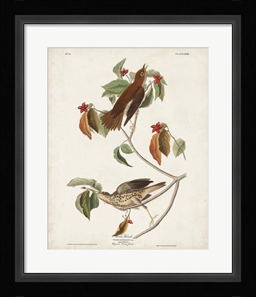 Framed Pl 73 Wood Thrush Print