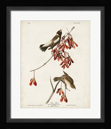 Framed Pl 54 Rice Bird Print