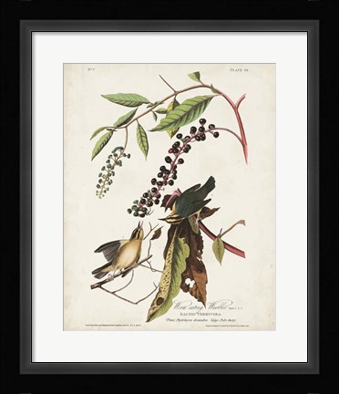 Framed Pl 34 Worm-eating Warbler Print