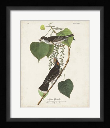 Framed Pl 79 Tyrant Flycatcher Print