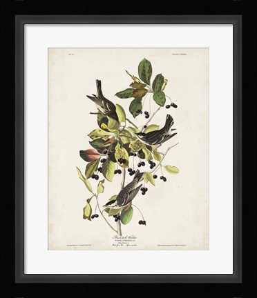 Framed Pl 133 Black Poll Warbler Print