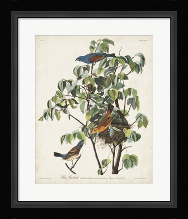 Framed Pl 122 Blue Grosbeak Print