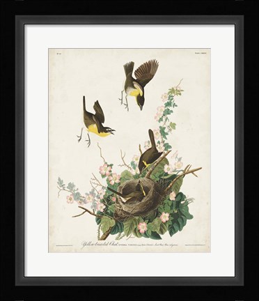 Framed Pl 137 Yellow-breasted Chat Print