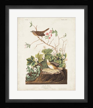 Framed Pl 193 Lincoln Finch Print