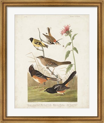 Framed Pl 394 Chestnut Coloured Finch Print