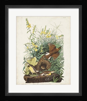 Framed Pl 136 Meadow Lark Print