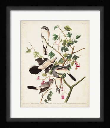 Framed Pl 192 Great Cinereous Shrike Print