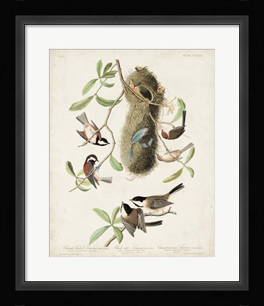 Framed Pl 353 Black-capt Titmouse Print
