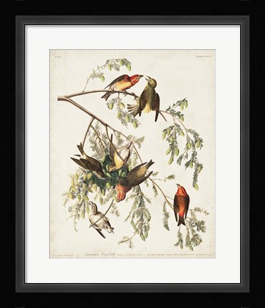 Framed Pl 197 American Crossbill Print