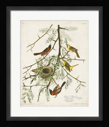 Framed Pl 42 Orchard Oriole Print