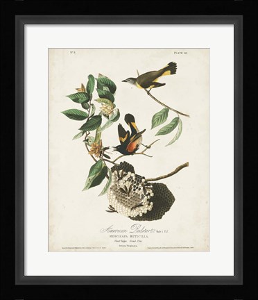 Framed Pl 40 American Redstart Print