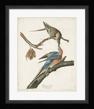 Framed Pl 62 Passenger Pigeon Print
