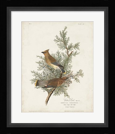 Framed Pl 43 Cedar Bird Print