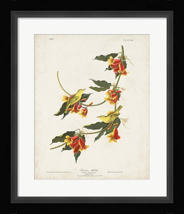 Framed Pl 65 Rathbone Warbler Print