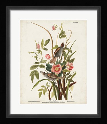 Framed Pl 93 Seaside Finch Print