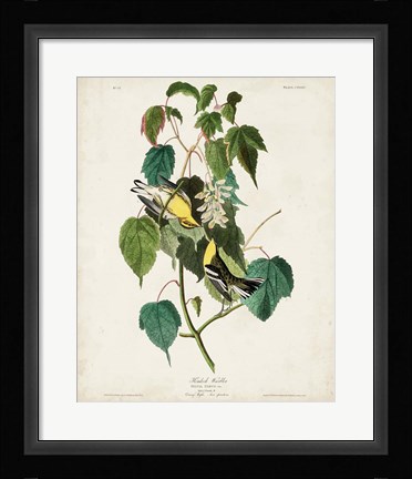 Framed Pl 134 Hemlock Warbler Print