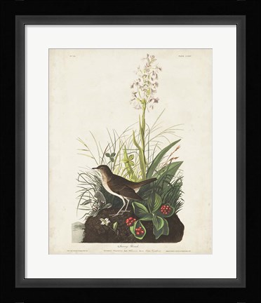 Framed Pl 164 Tawny Thrush Print