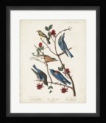Framed Pl 393 Townsend's Warbler Print