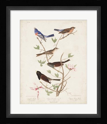 Framed Pl 398 Lazuli Finch Print