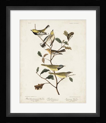 Framed Pl 399 Black-throated Green Warbler Print