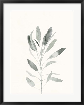Framed Delicate Sage Botanical II Print