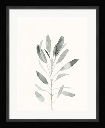 Framed Delicate Sage Botanical II Print