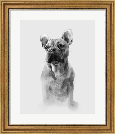 Framed Pug Portrait I Print