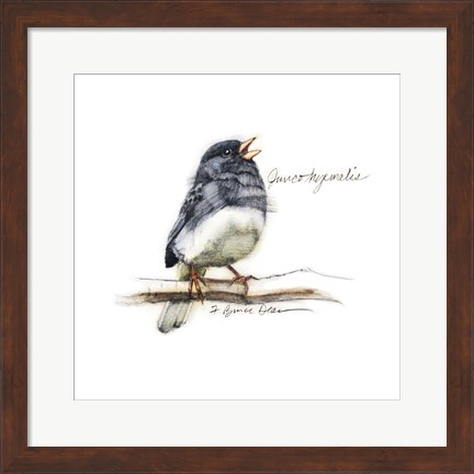 Framed Songbird Study VI Print