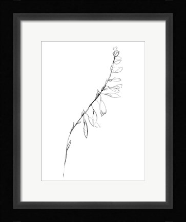 Framed Stem Contour V Print