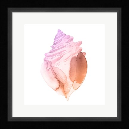 Framed Sunset Conch II Print