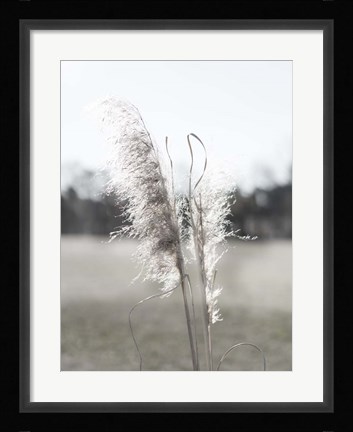 Framed Ethereal Pampas I Print