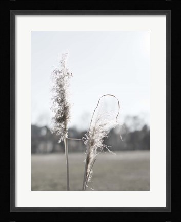 Framed Ethereal Pampas II Print