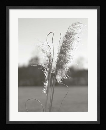 Framed Ethereal Pampas III Print