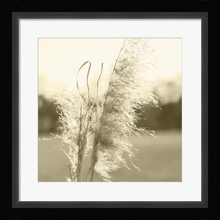 Framed Ethereal Pampas VI Print