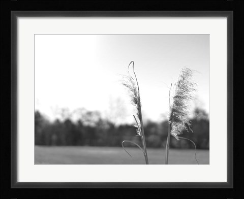 Framed Ethereal Pampas VII Print