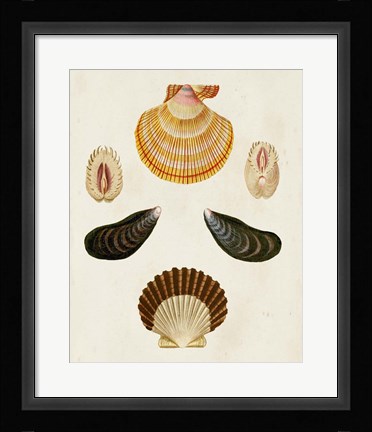 Framed Knorr Shells I Print