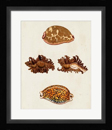 Framed Knorr Shells VIII Print
