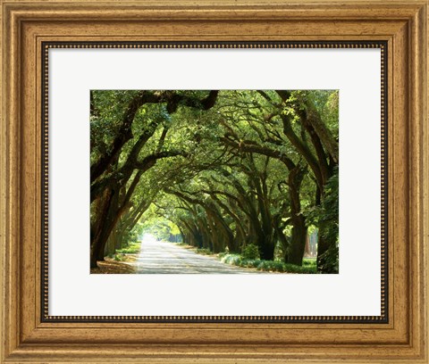 Framed Canopy Road I Print