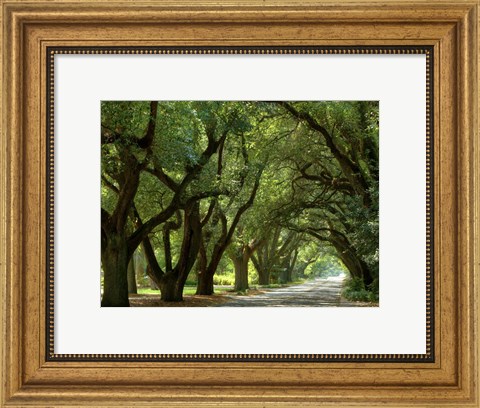 Framed Canopy Road II Print