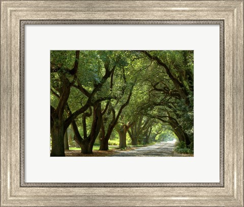 Framed Canopy Road II Print