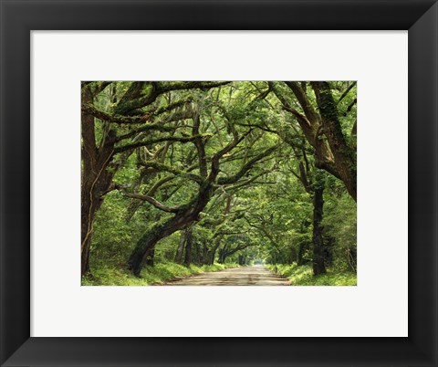 Framed Canopy Road IV Print