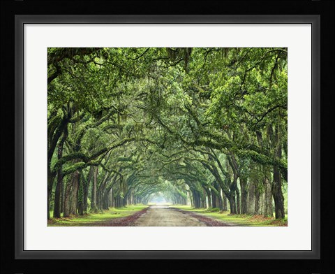Framed Canopy Road VI Print