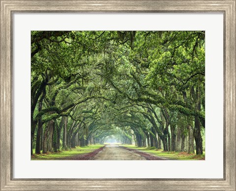 Framed Canopy Road VI Print