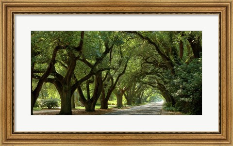 Framed Canopy Road Panorama II Print